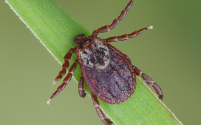 Babesiose: Hundemalaria in Brandenburg