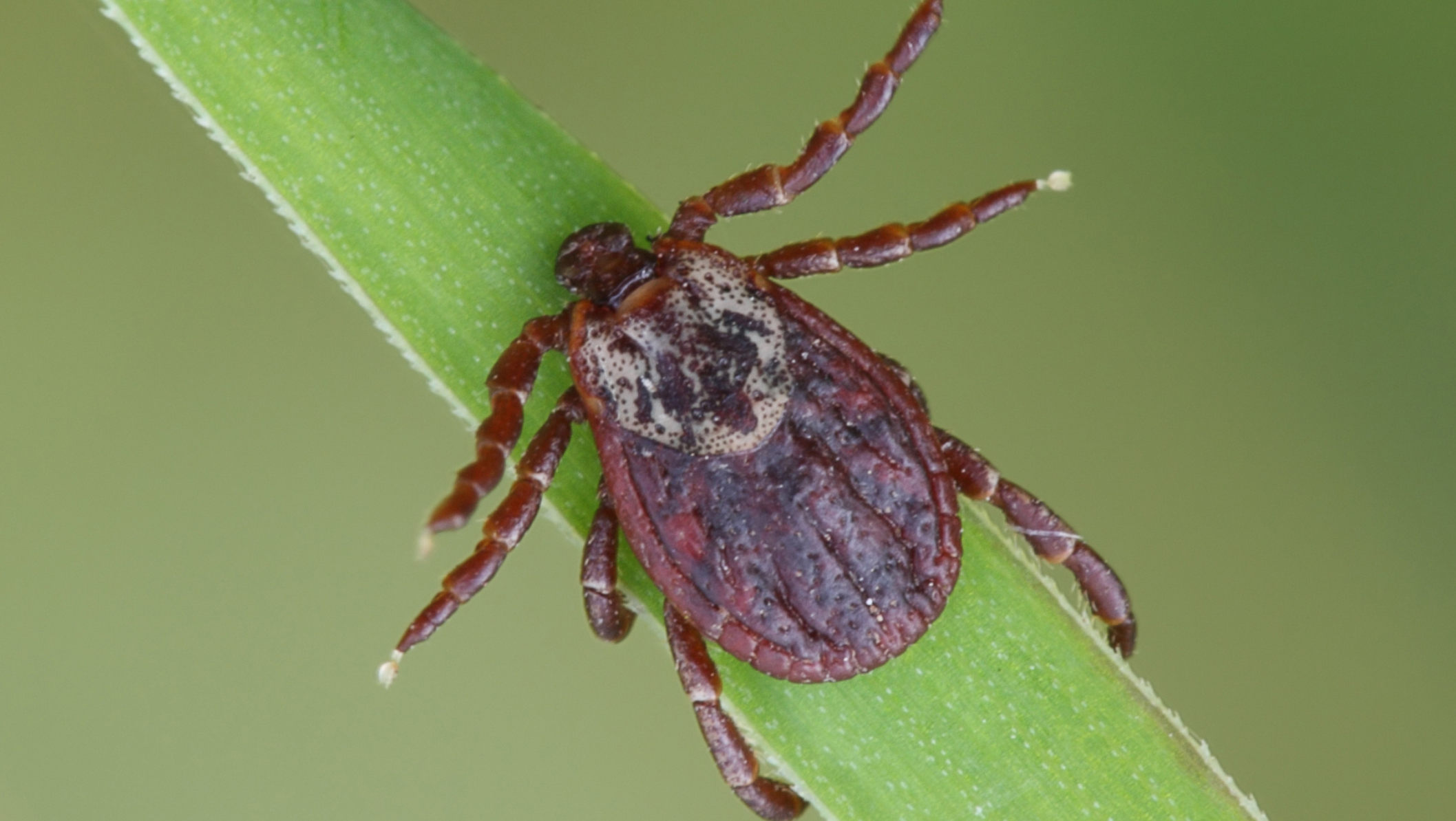 Babesiose: Hundemalaria in Brandenburg
