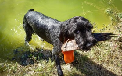 Neue Ansprechpartnerin für Hundewesen beim LJV Brandenburg