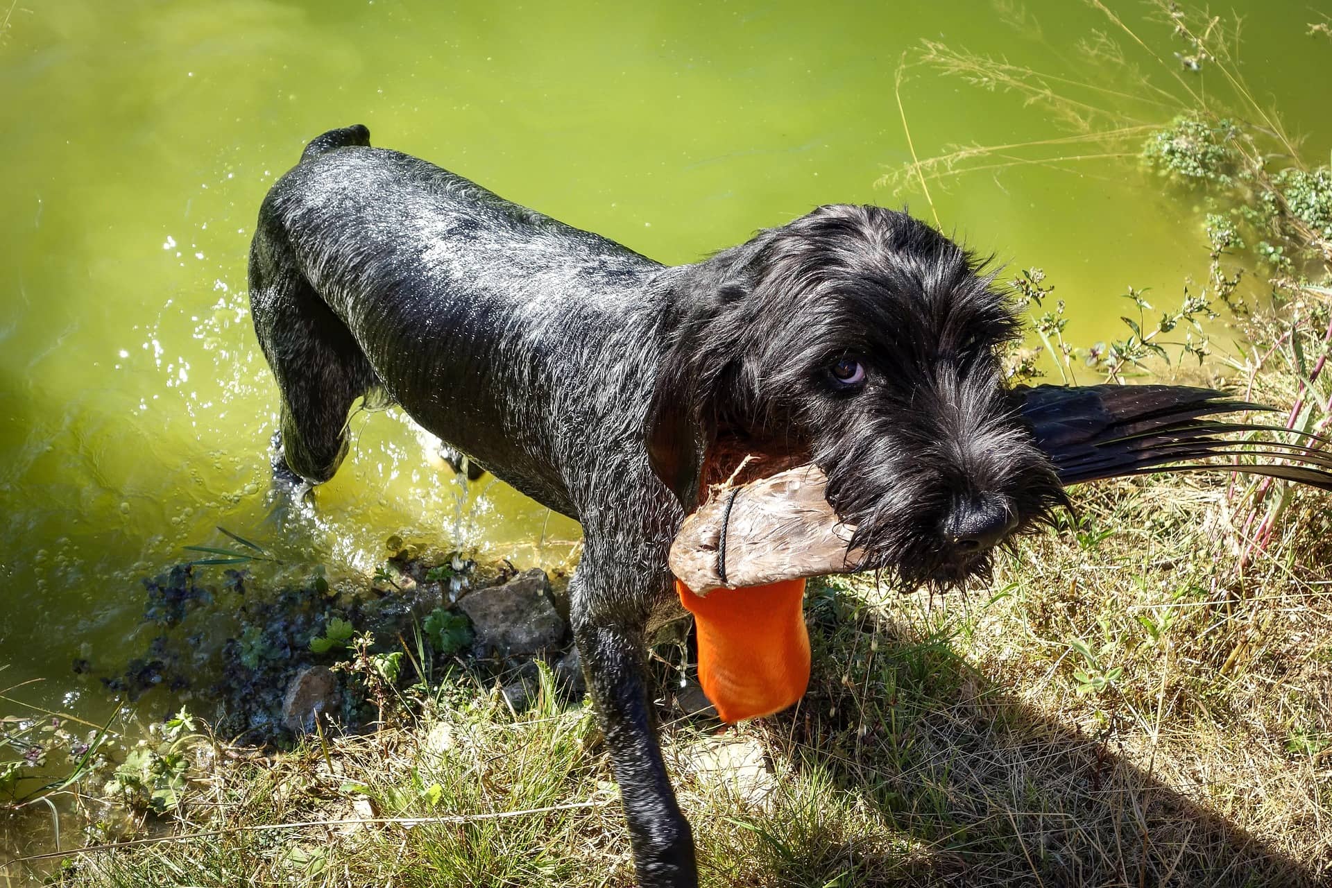 Neue Ansprechpartnerin für Hundewesen beim LJV Brandenburg