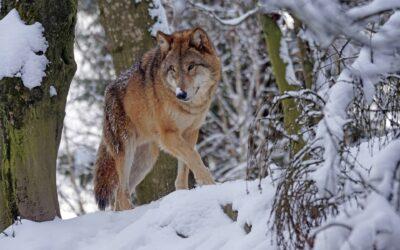 Zahlreiche Verbände in Brandenburg fordern aktives Wolfsmanagement