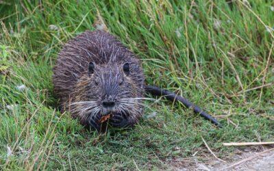 Bisam und Nutria nehmen in Brandenburg deutlich zu