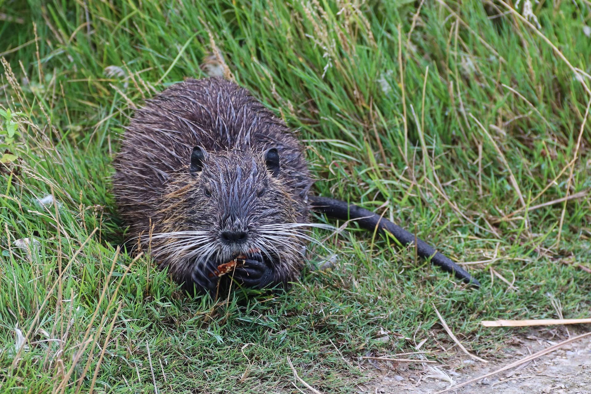 Bisam und Nutria nehmen in Brandenburg deutlich zu