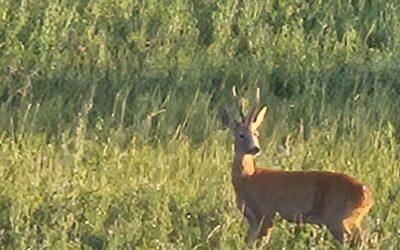Schulung „Rehwildbejagung“ am 24.Oktober 2025